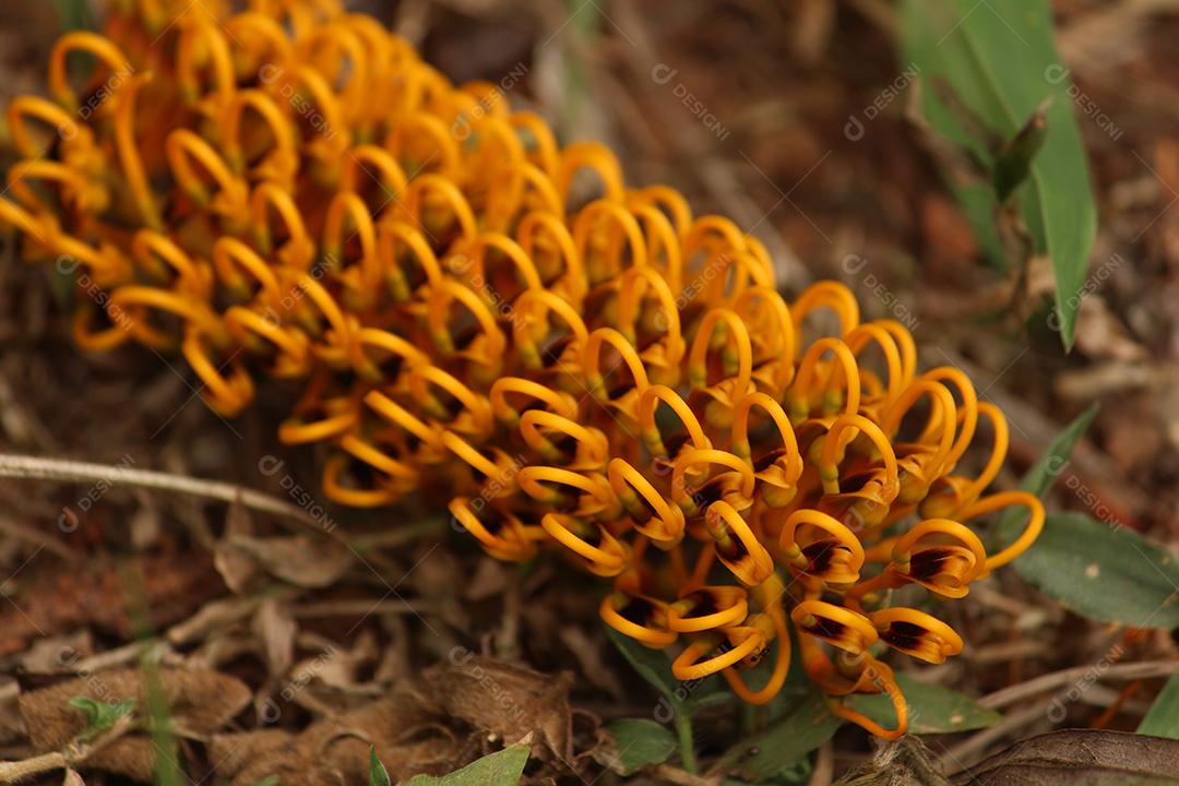 Grevílea-robusta Plantas sobre floresta