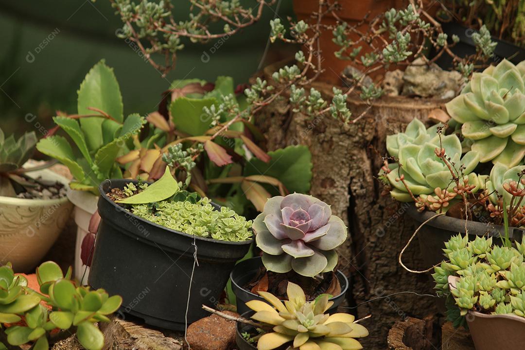 Plantas sobre vazo jardim sobre floresta