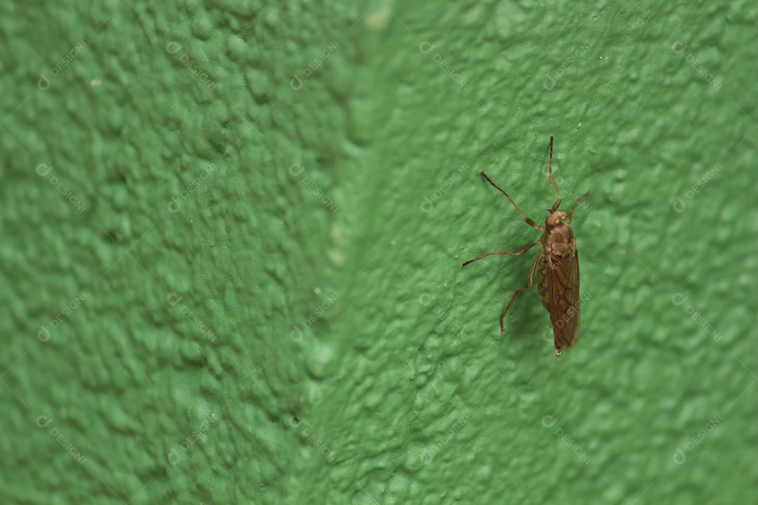 Inseto sobre folha verde floresta