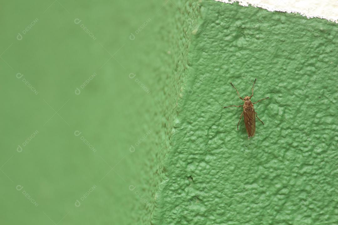 Inseto sobre folha verde floresta