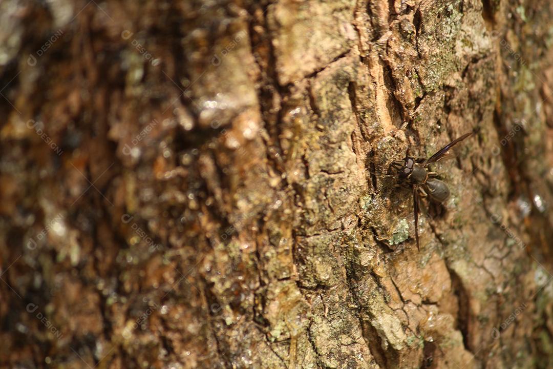 Inseto sobre um tronco de madeira arvore floresta