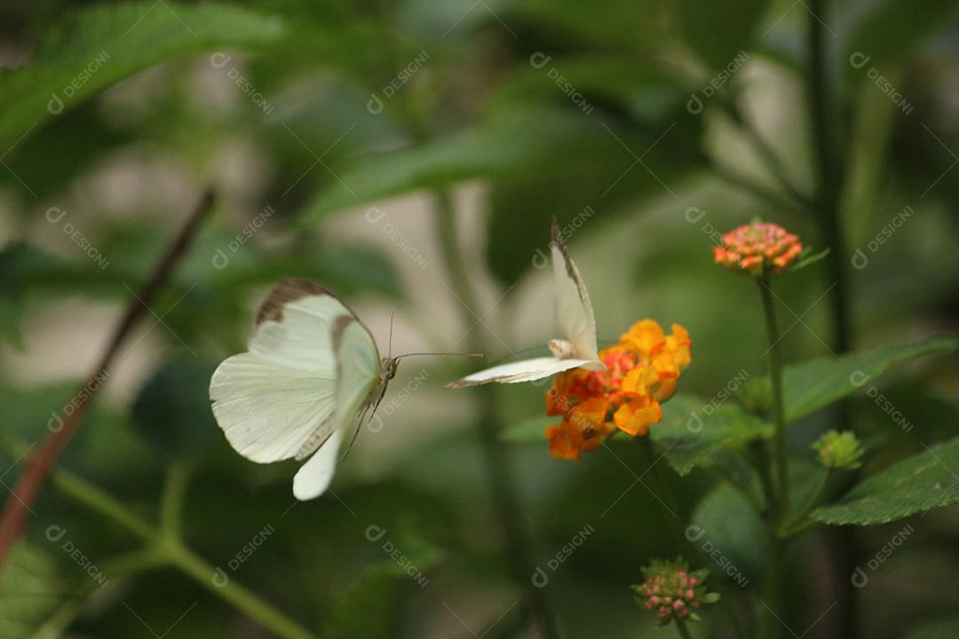 Inseto borboleta sobre fundo desfocado floresta flores