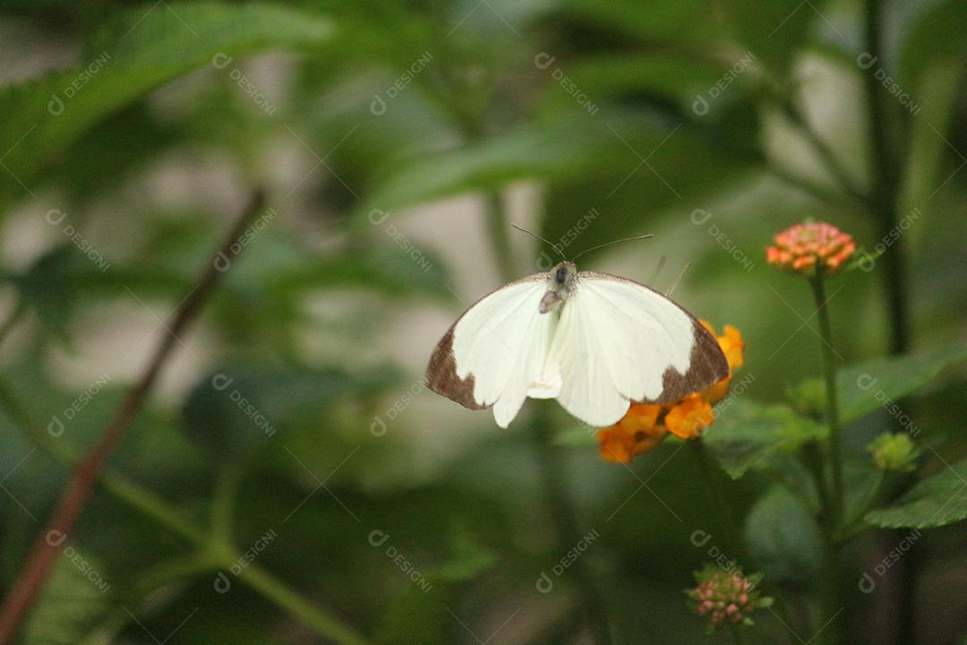 Inseto borboleta sobre fundo desfocado floresta flores