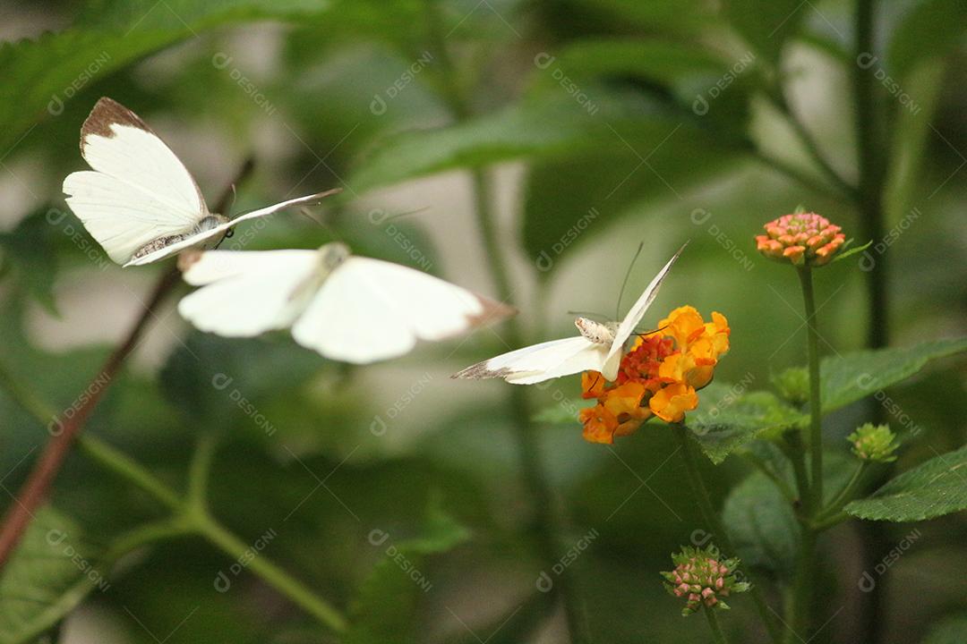 Inseto borboleta sobre fundo desfocado floresta flores