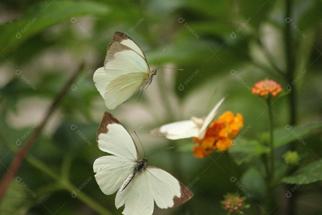 Inseto borboleta sobre fundo desfocado floresta flores