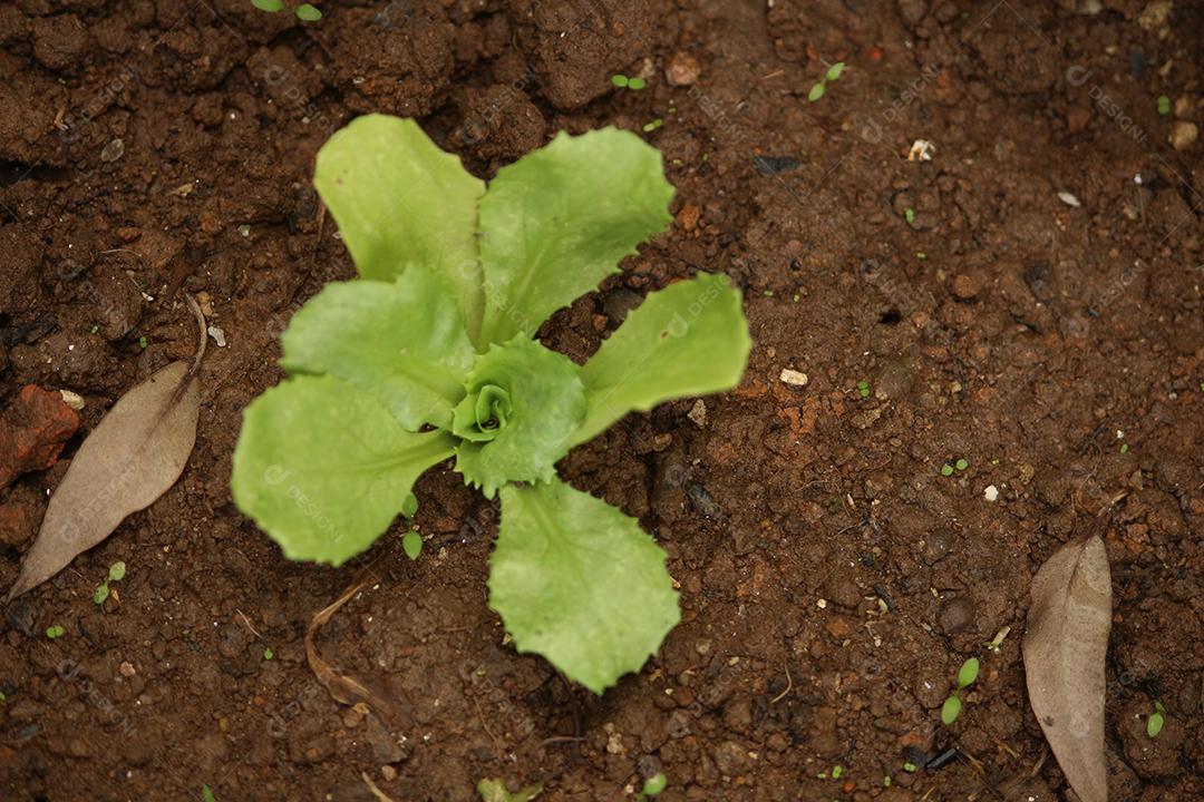 Plantação de alface sobre floresta terra plantio muda