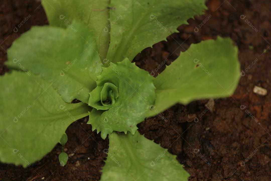 Plantação de alface sobre floresta terra plantio muda