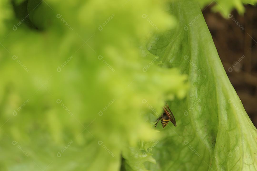 Plantação de alface sobre floresta terra plantio muda