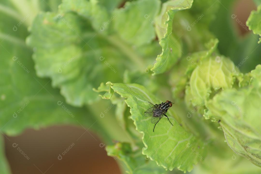 Plantação de alface sobre floresta terra plantio muda