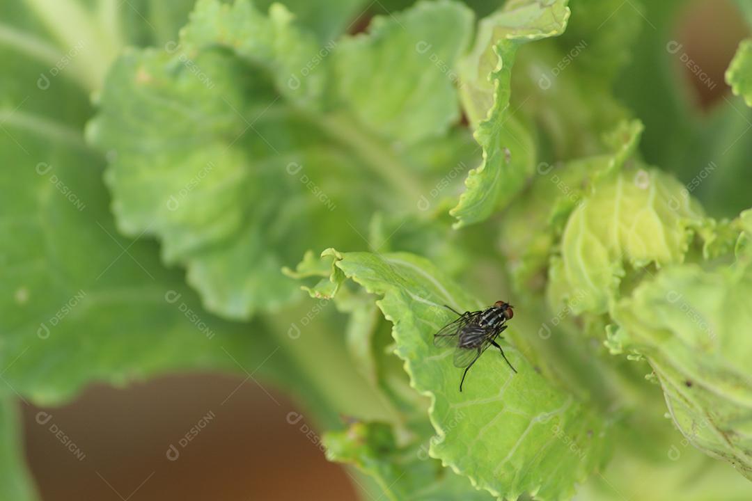 Plantação de alface sobre floresta terra plantio muda