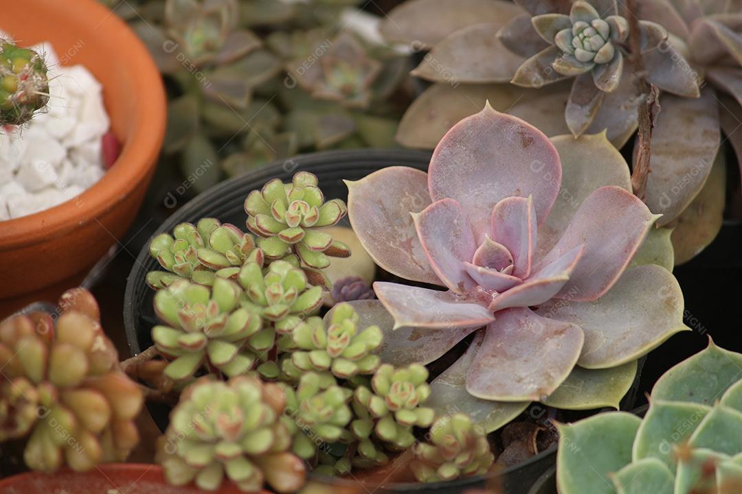 Plantas sobre vazo jardim sobre floresta