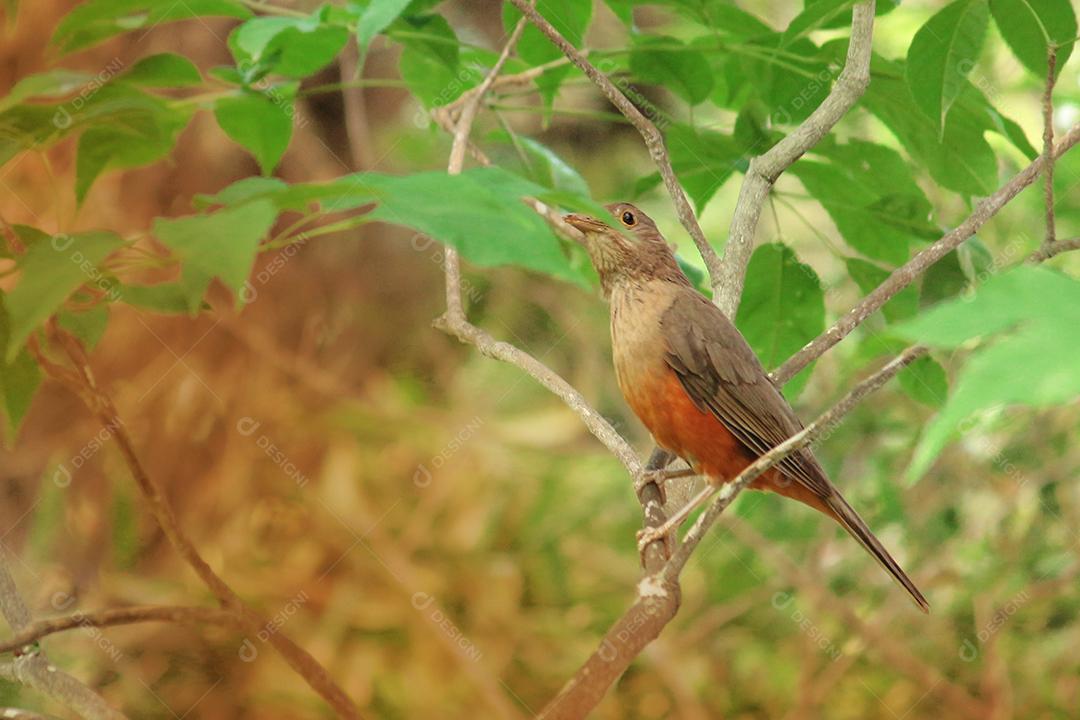 Passaros aves sobre galhos arvore floresta folhas