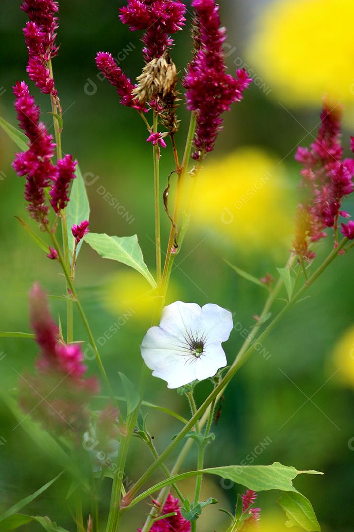 Flores planta sobre fundo desfocado floresta