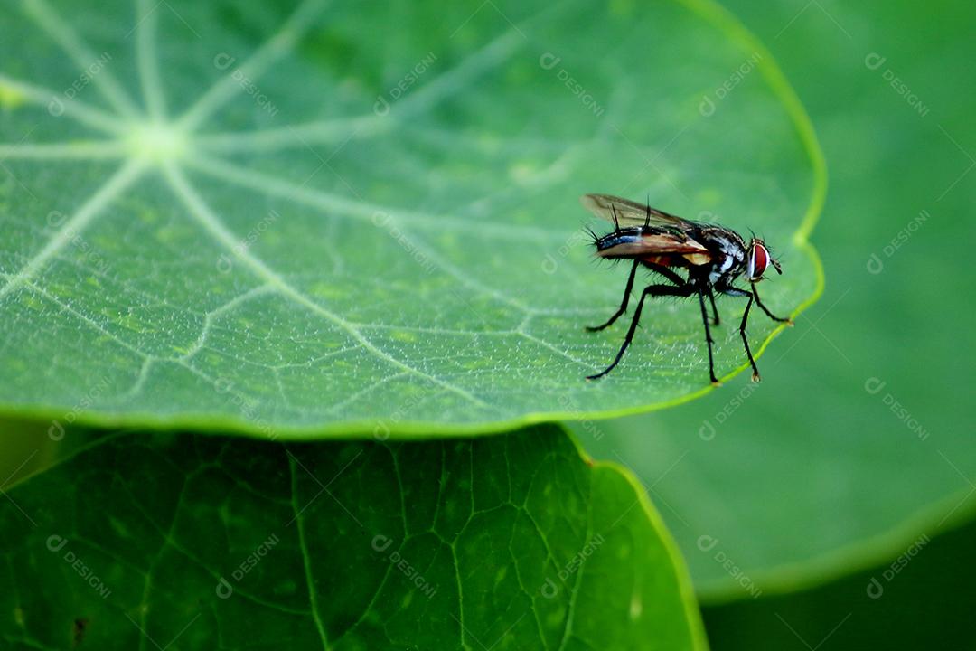 Inseto sobre folha verde floresta
