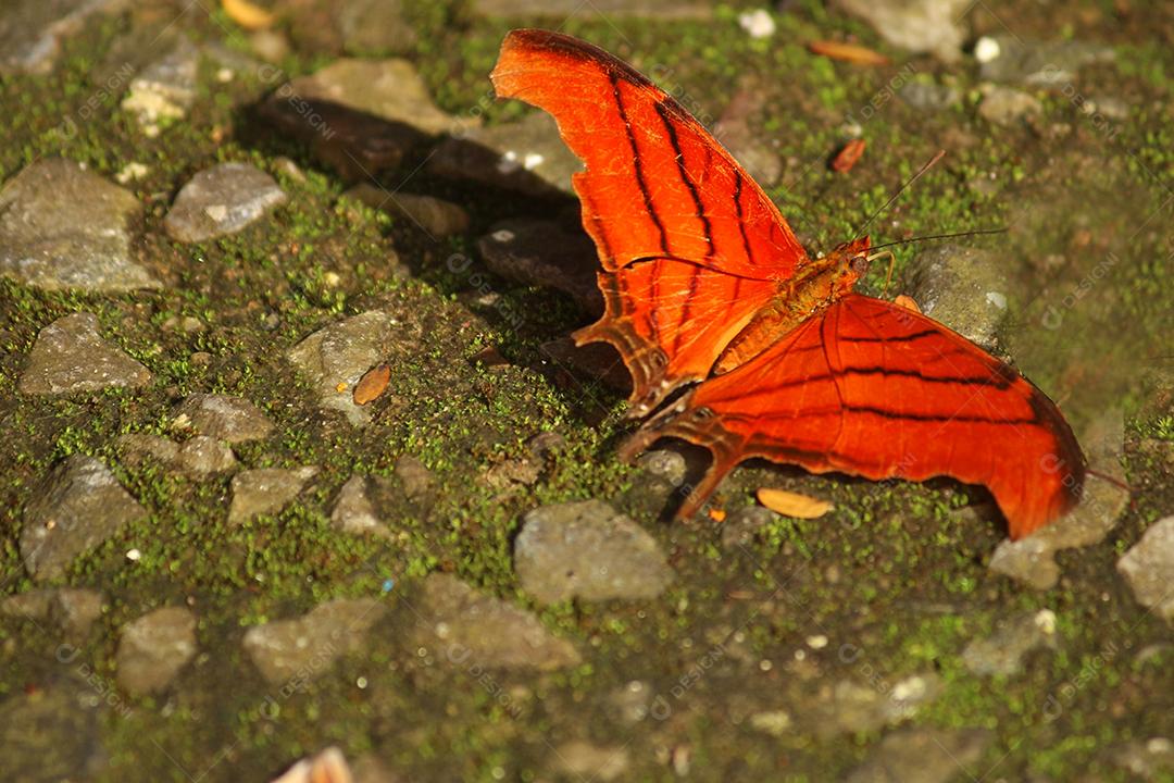 Inseto borboleta vermelha sobre fundo chão floresta