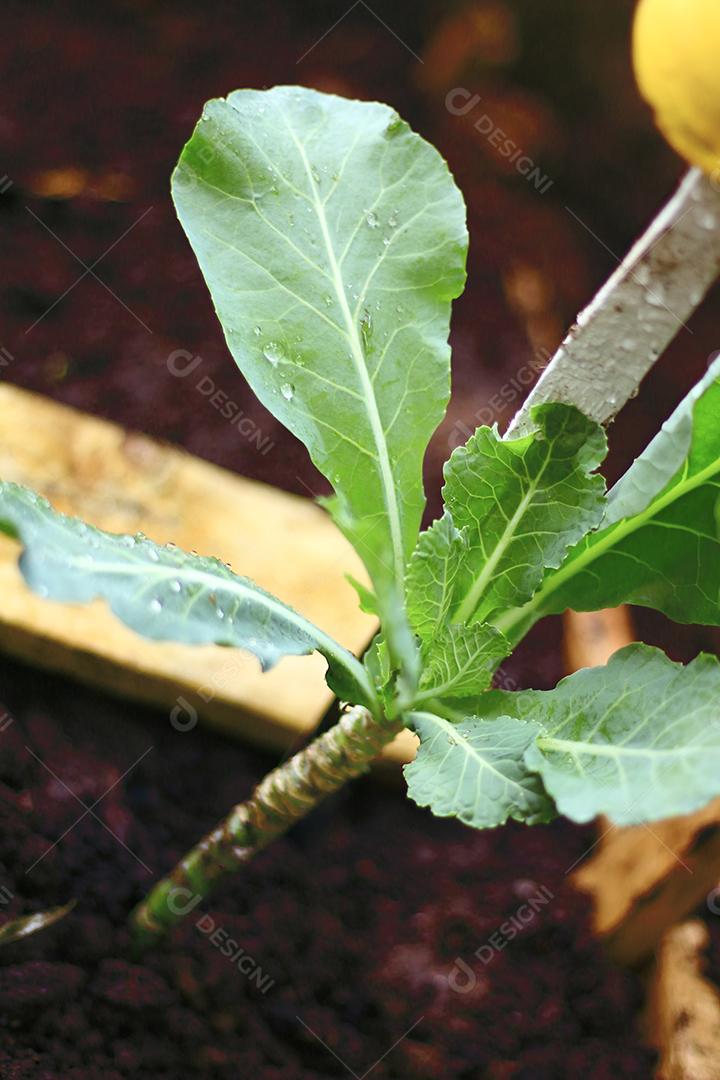 Floresta folha verdes sobre fundo desfocado