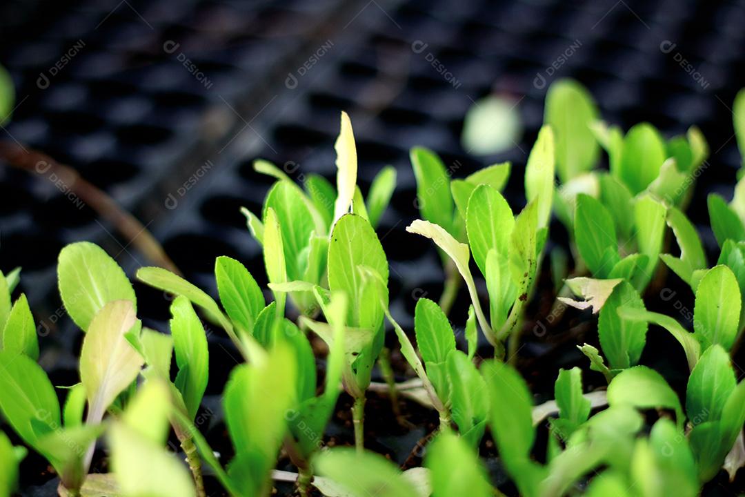 Floresta folha verdes sobre fundo desfocado