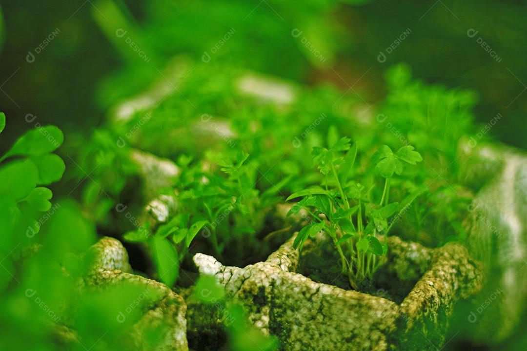 Floresta folha verdes sobre fundo desfocado