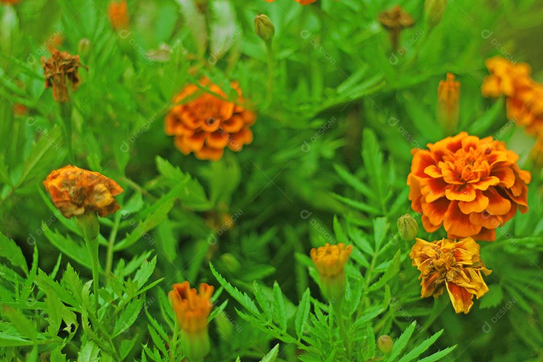 Floresta folha verdes sobre fundo desfocado