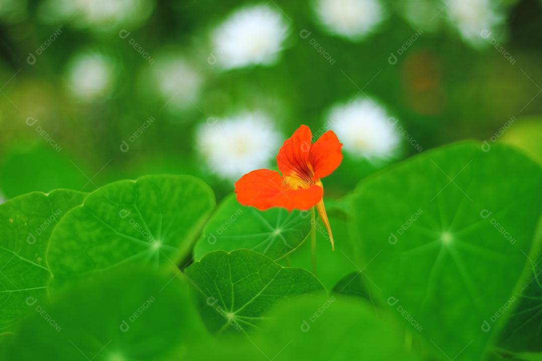 Floresta folha verdes sobre fundo desfocado