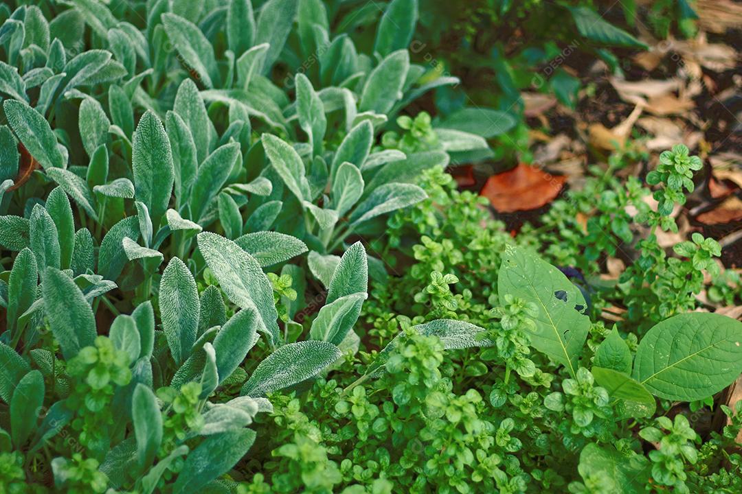 Floresta folha verdes sobre fundo desfocado