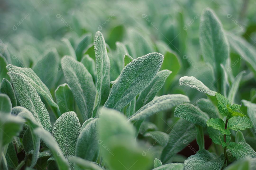 Floresta folha verdes sobre fundo desfocado
