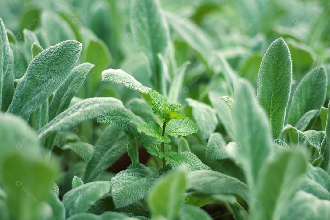 Floresta folha verdes sobre fundo desfocado