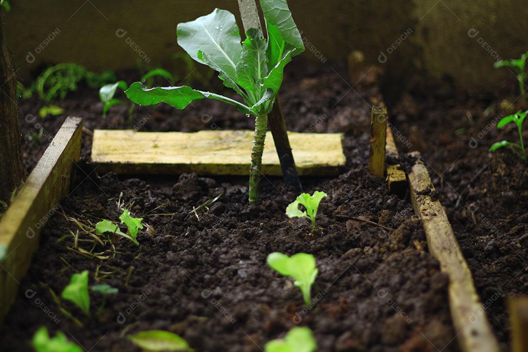 Floresta folha verdes sobre fundo desfocado