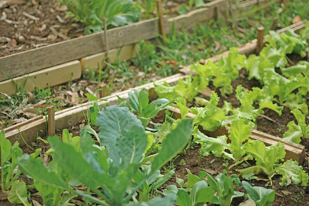 Plantio folhas verduras horta floresta