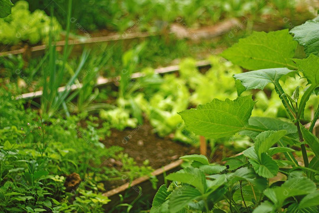 Plantio folhas verduras horta floresta