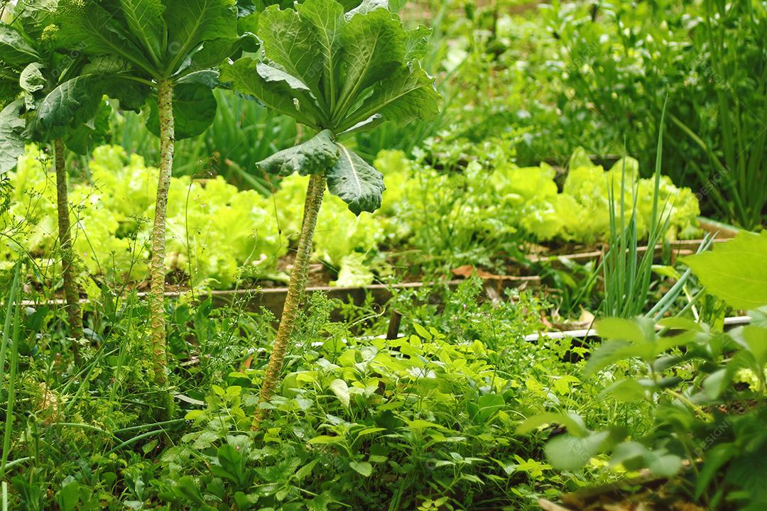 Plantio folhas verduras horta floresta