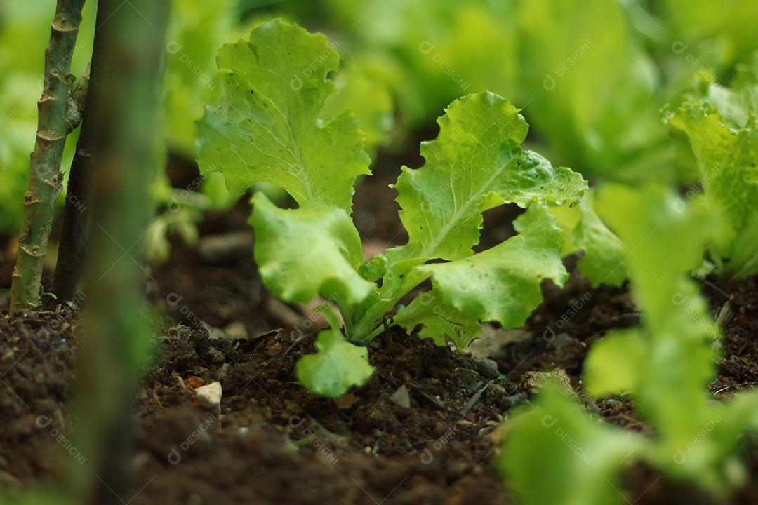 Plantio folhas verduras horta floresta