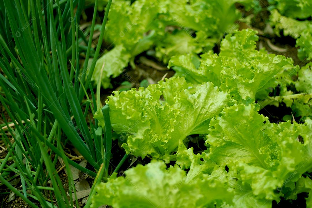 Plantio folhas verduras horta floresta