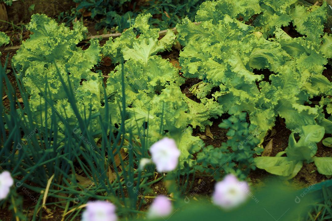 Plantio folhas verduras horta floresta