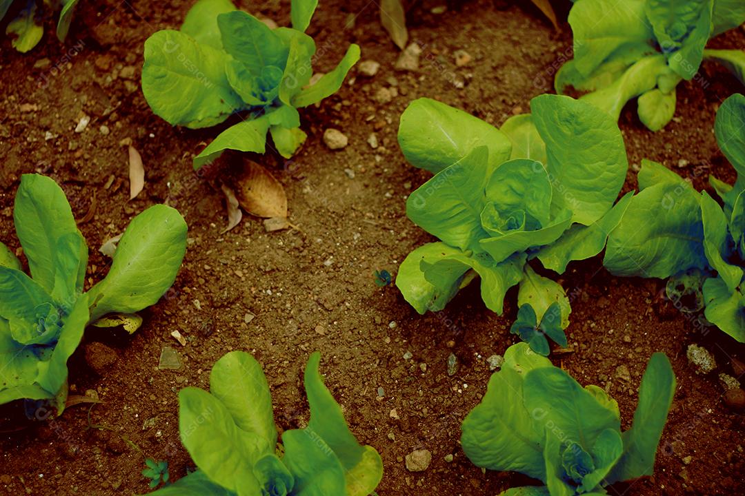Plantio folhas verduras horta floresta
