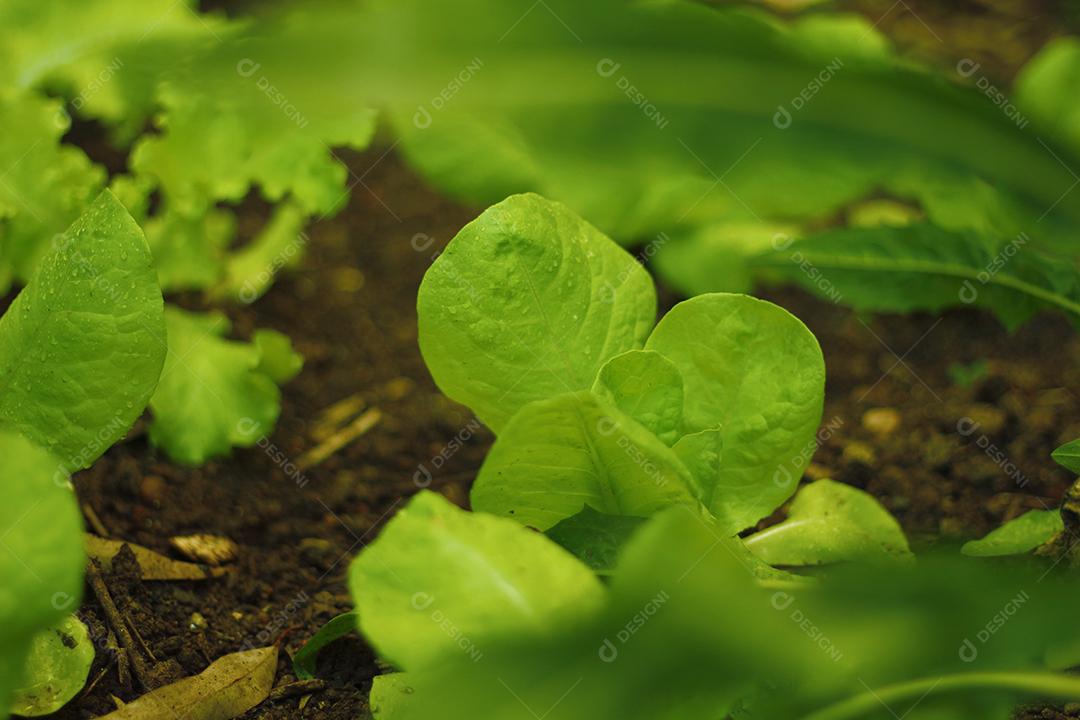 Plantio folhas verduras horta floresta