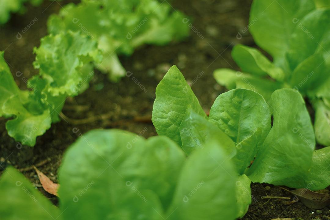 Plantio folhas verduras horta floresta