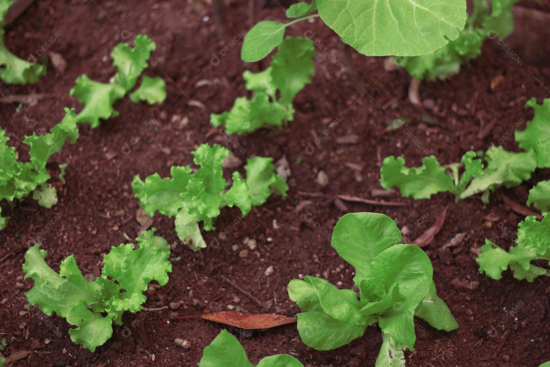 Plantio folhas verduras horta floresta