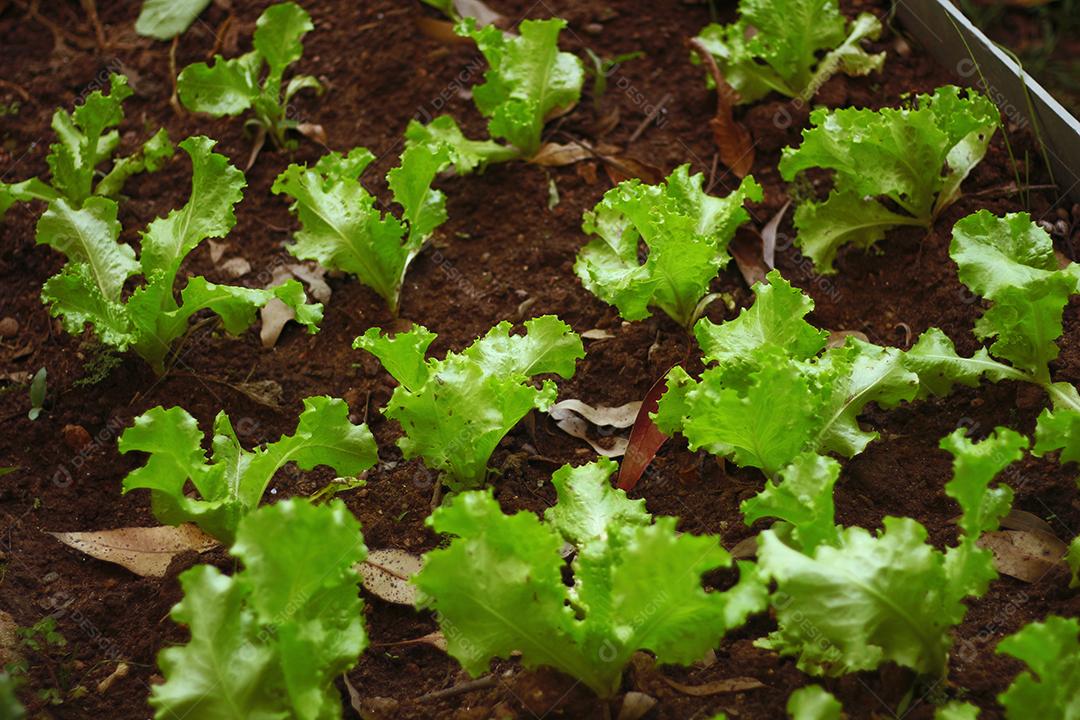 Plantio folhas verduras horta floresta