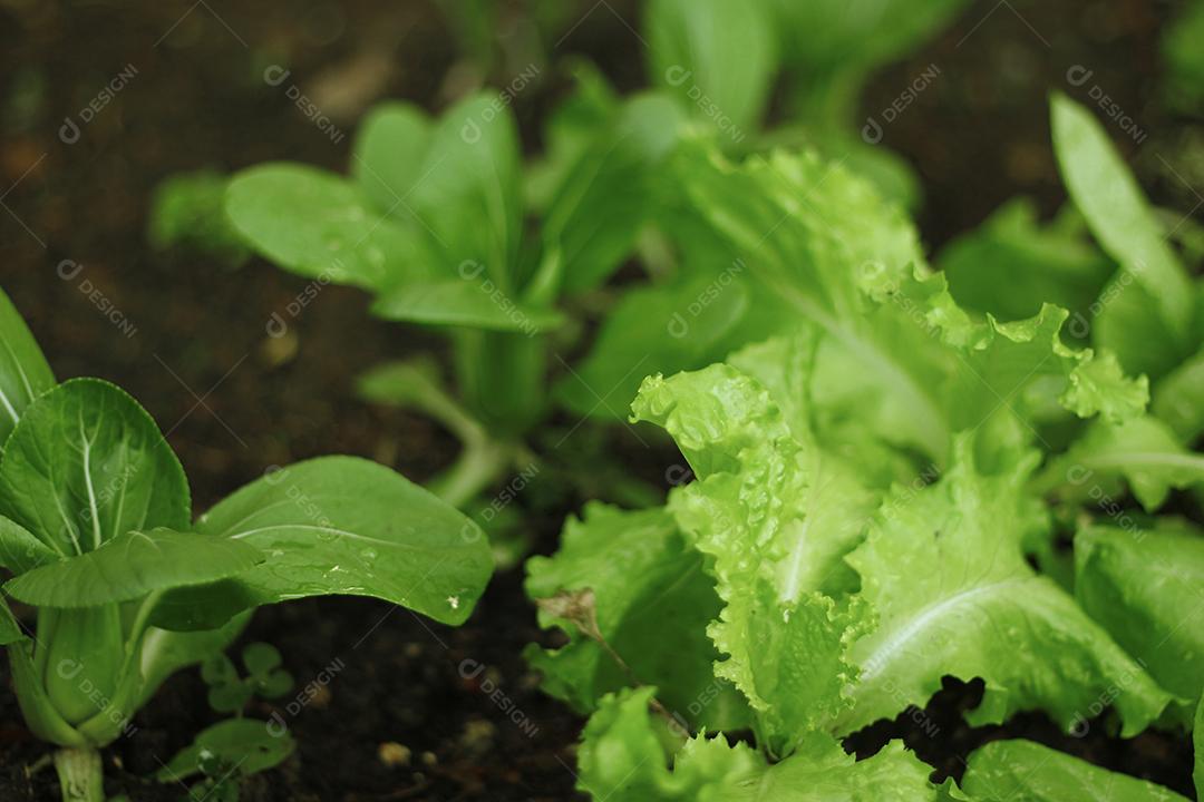 Plantio folhas verduras horta floresta