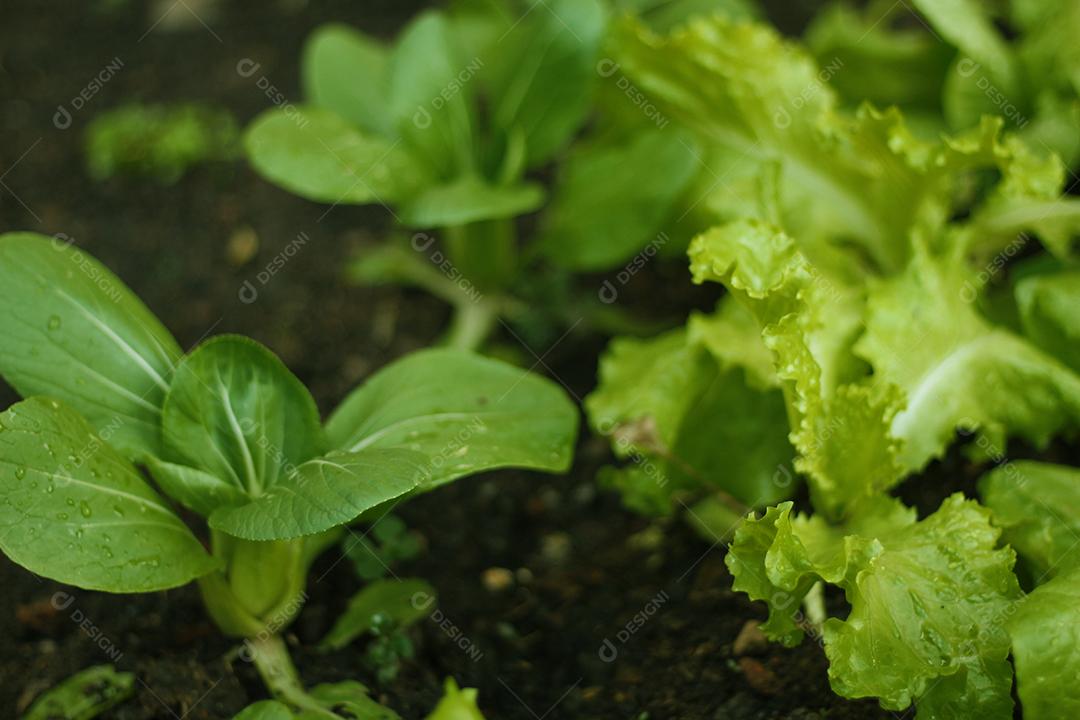 Plantio folhas verduras horta floresta
