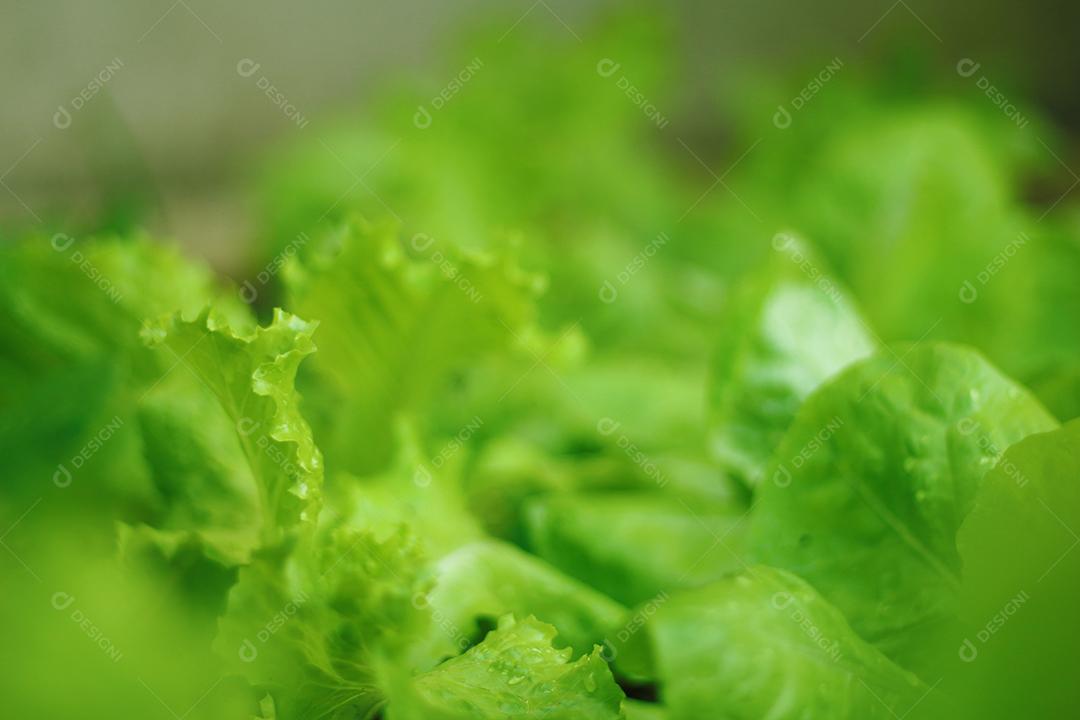 Plantio folhas verduras horta floresta