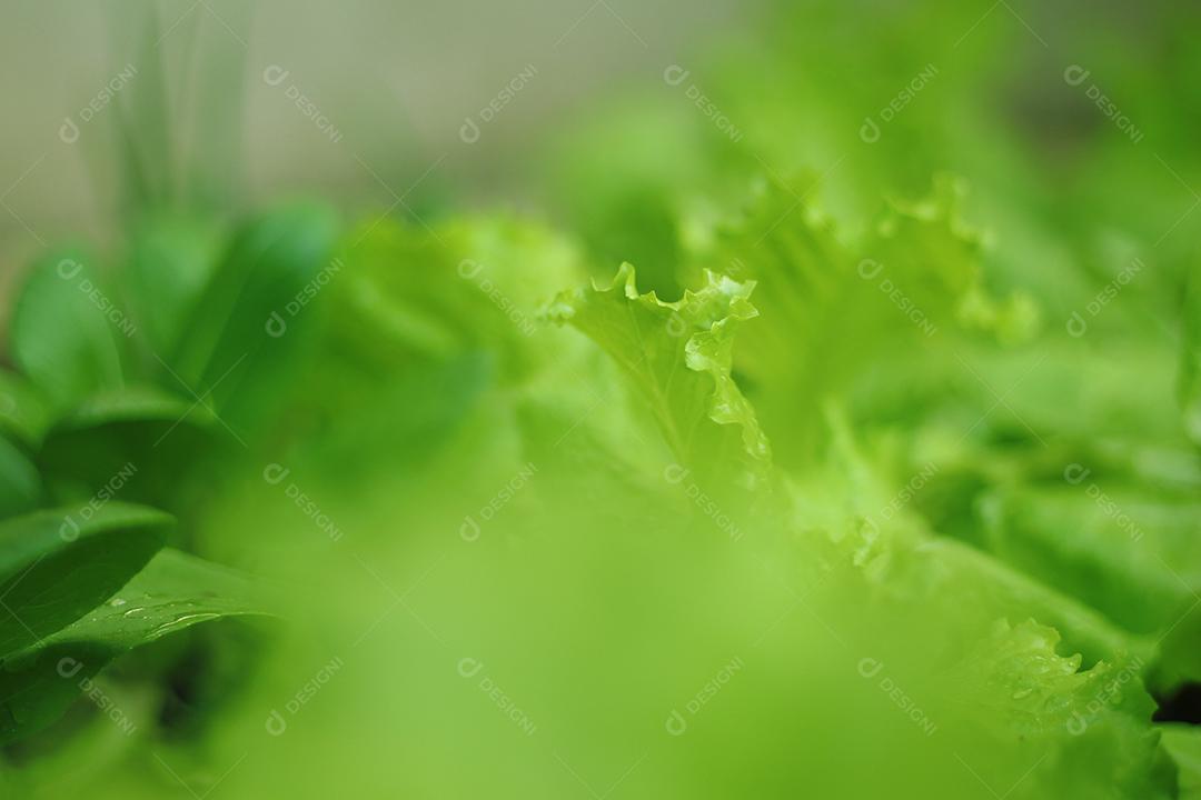 Plantio folhas verduras horta floresta
