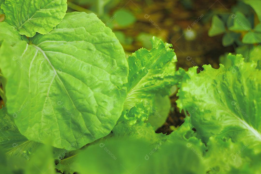 Plantio folhas verduras horta floresta