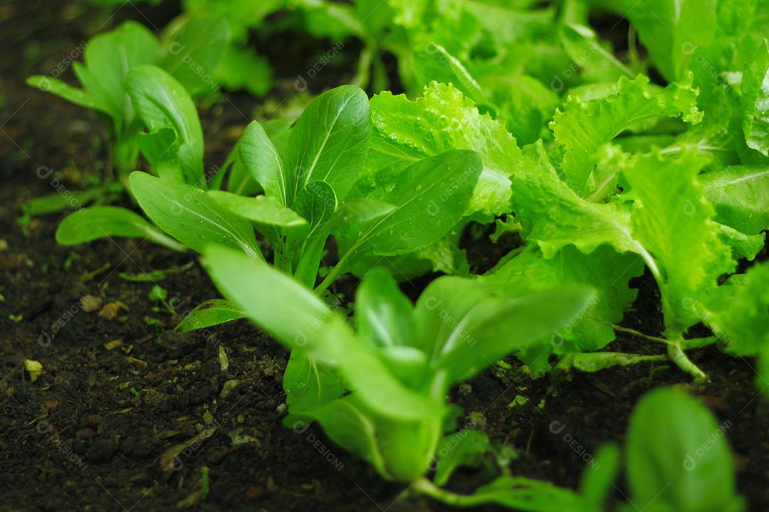 Plantio folhas verduras horta floresta