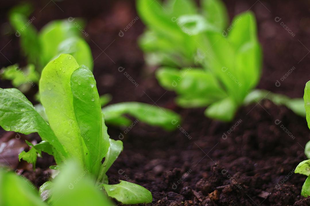 Plantio folhas verduras horta floresta