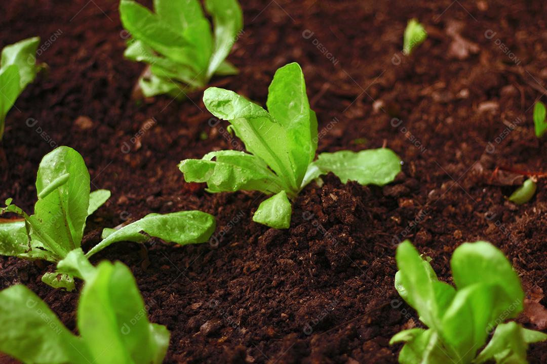 Plantio folhas verduras horta floresta
