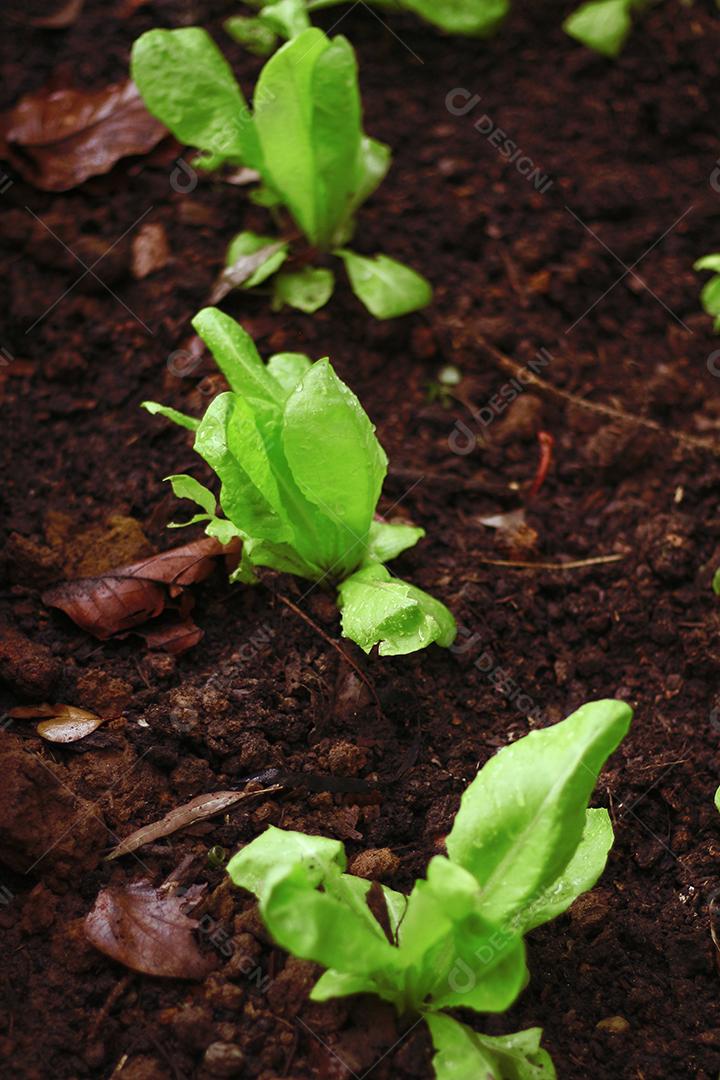 Plantio folhas verduras horta floresta