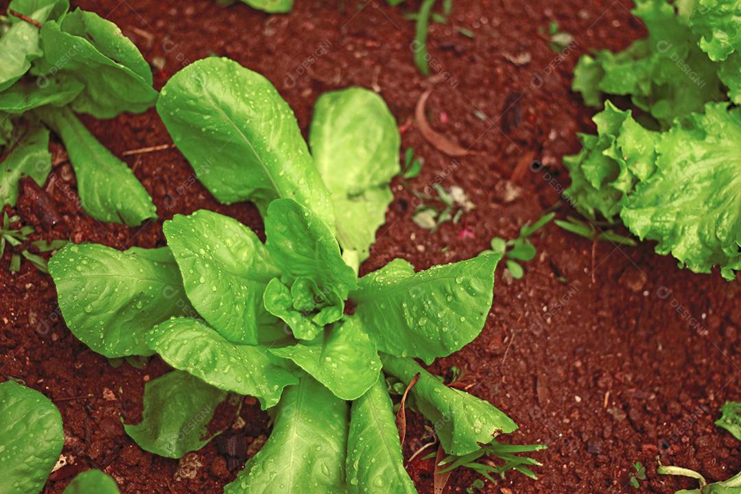 Plantio folhas verduras horta floresta