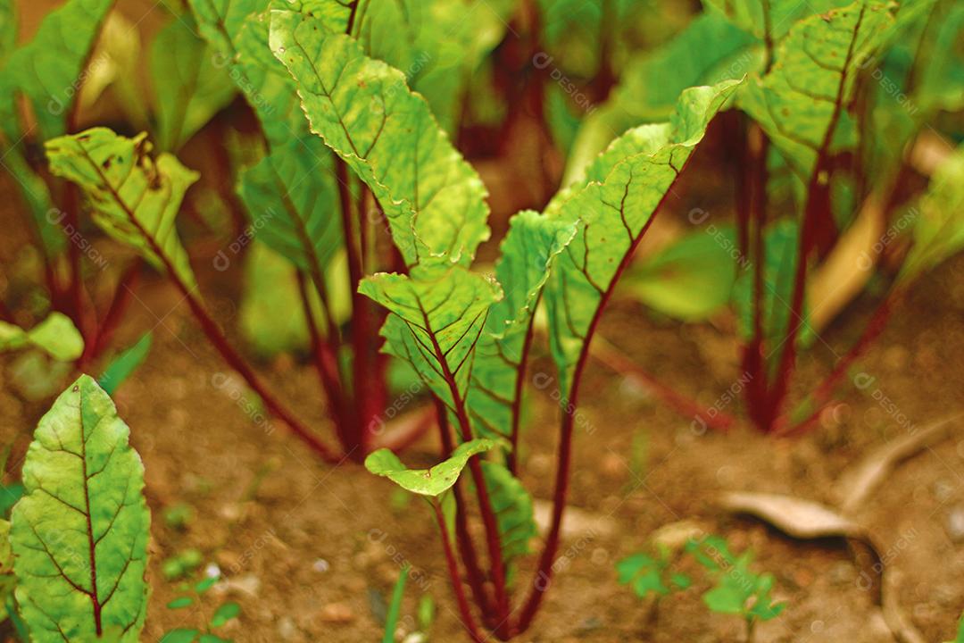 Plantio folhas verduras horta floresta